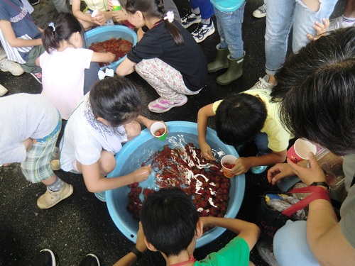 ミニトマトすくい&試食・試飲会 ミニトマトすくい&試食・試飲会